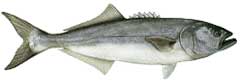 bluefish