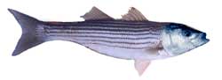 striper1